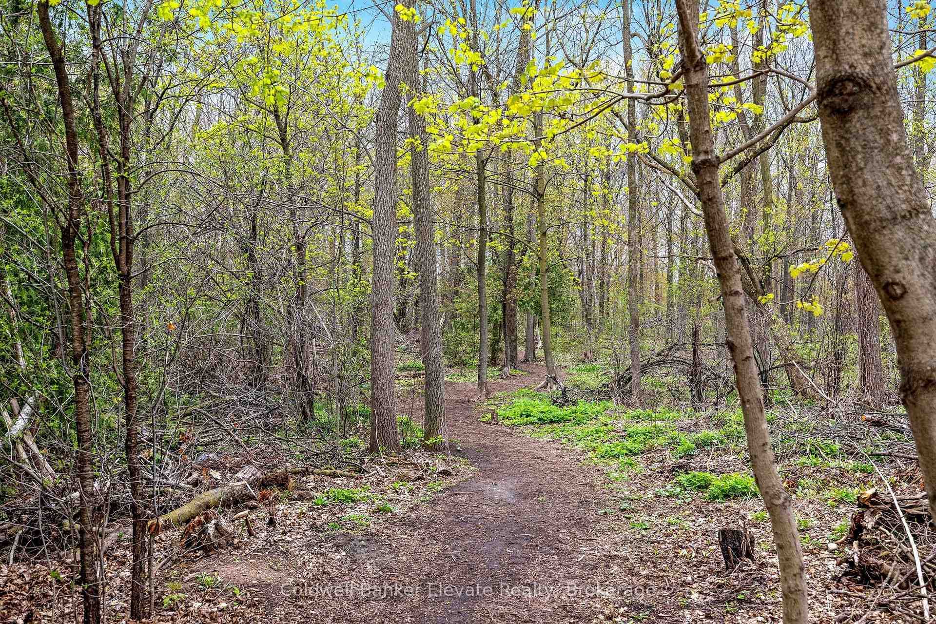 Forest Views