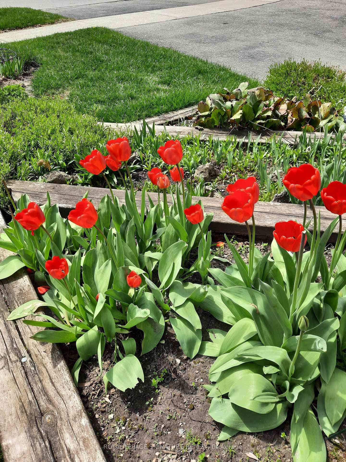 Front Garden