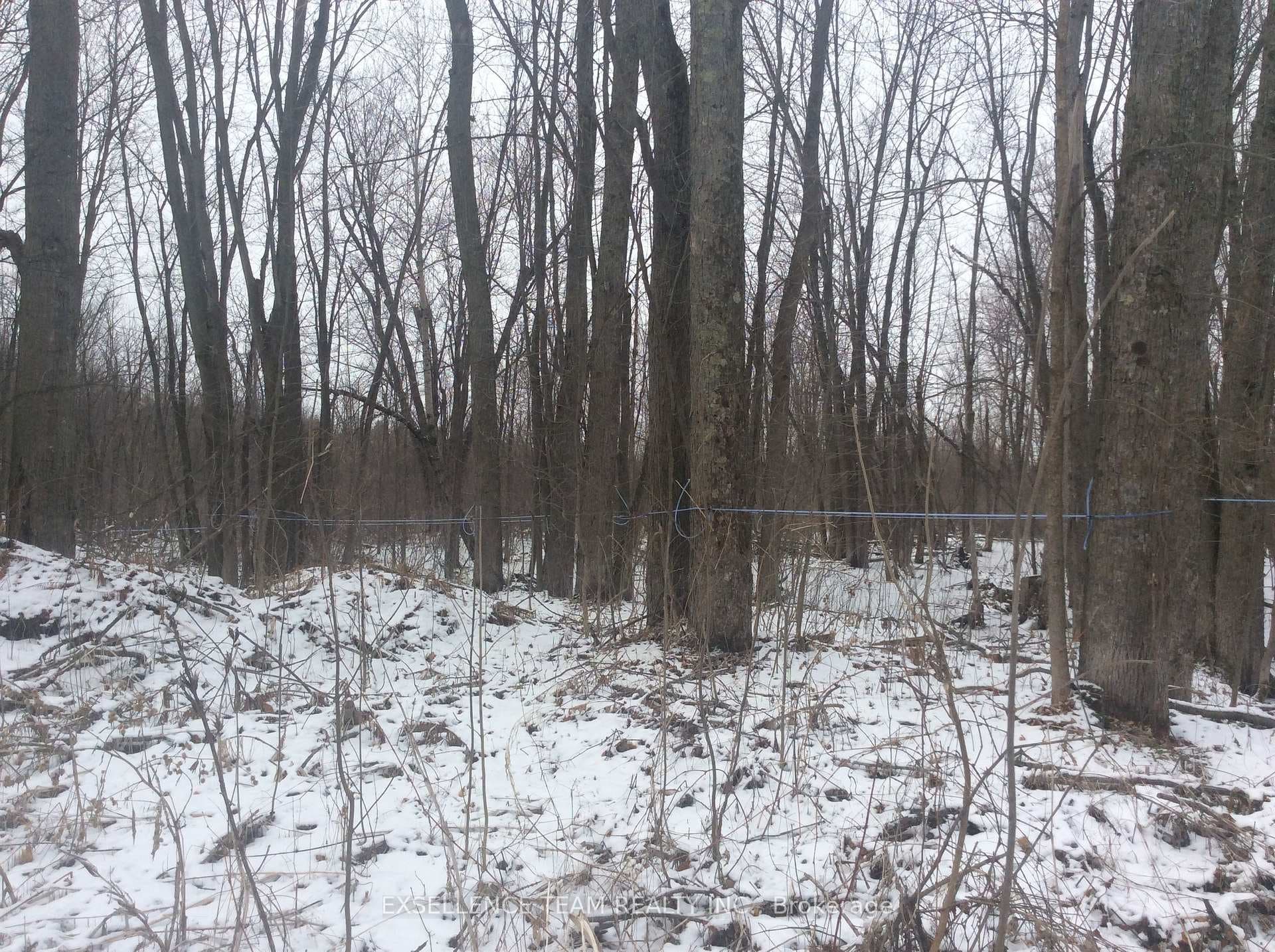 Tap your own Maple trees!