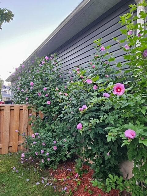 Summer blooms