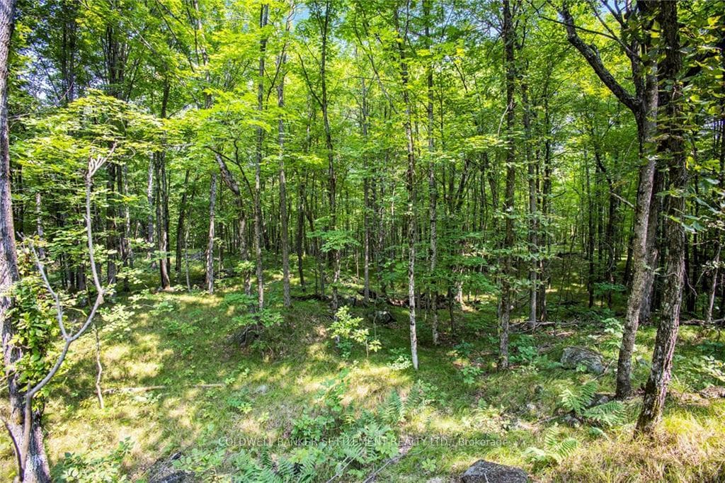 0 WADDLE CREEK Road photo 13
