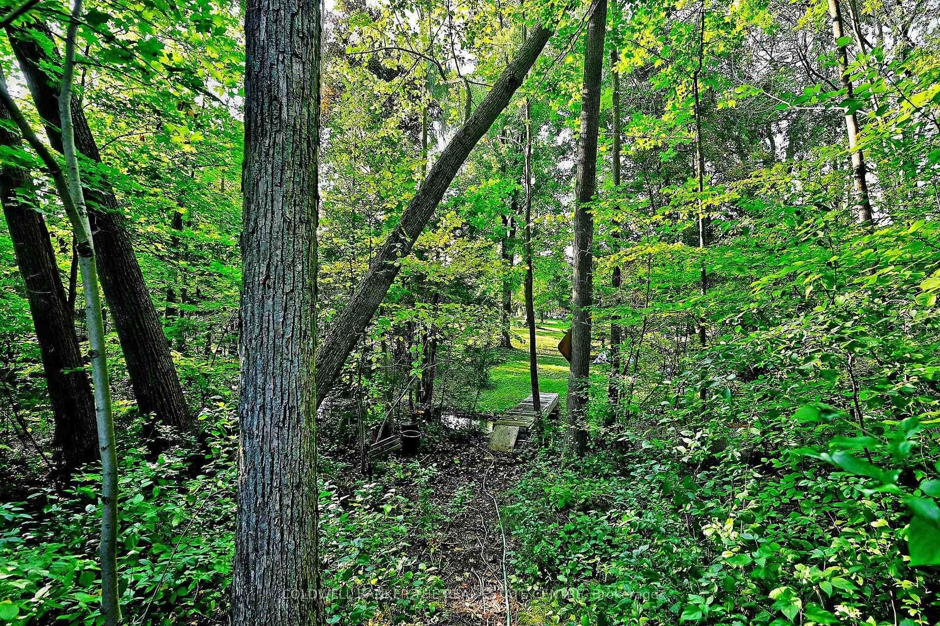 matures trees and a babbling brook