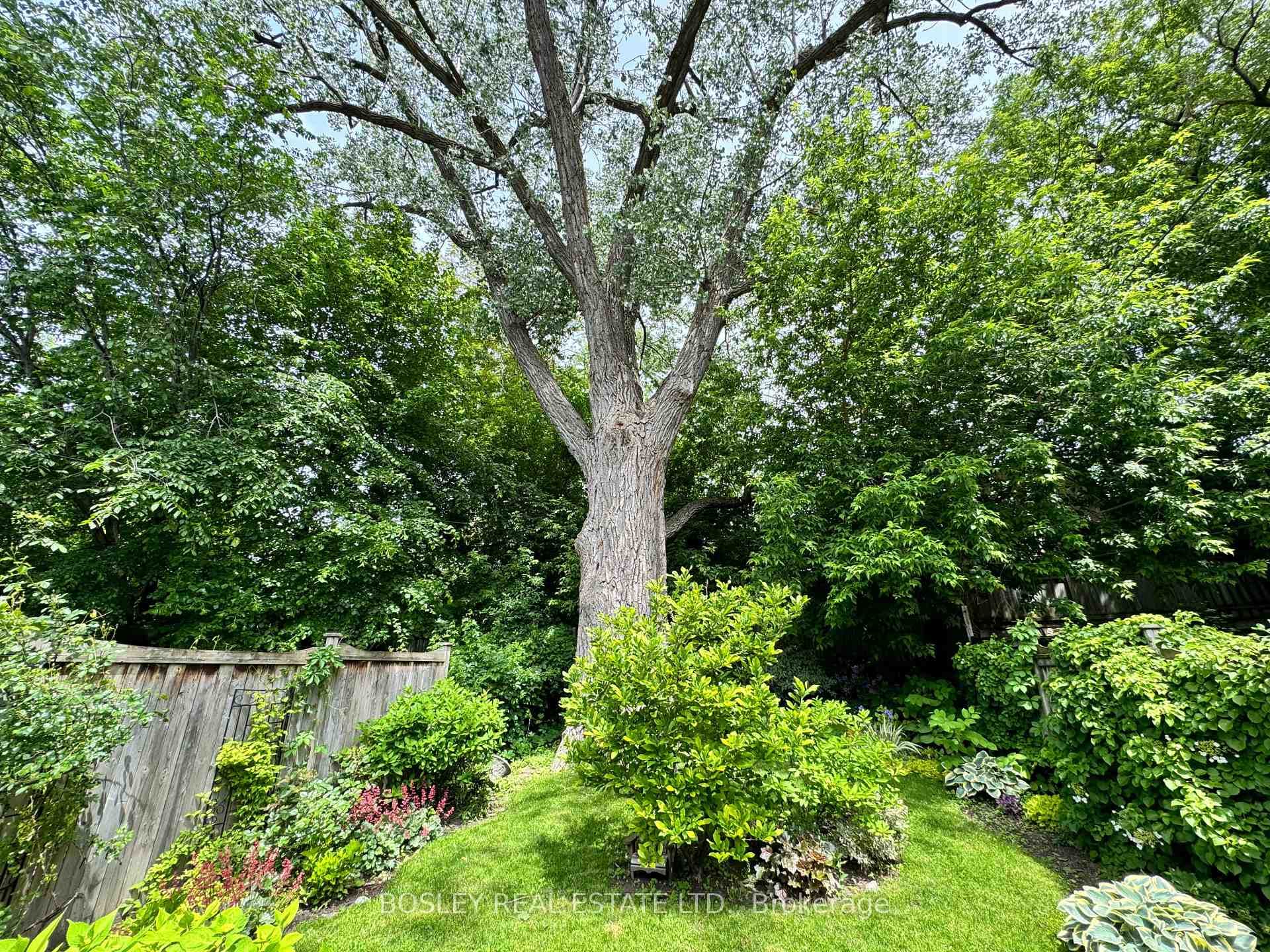 Rear Garden in Summer