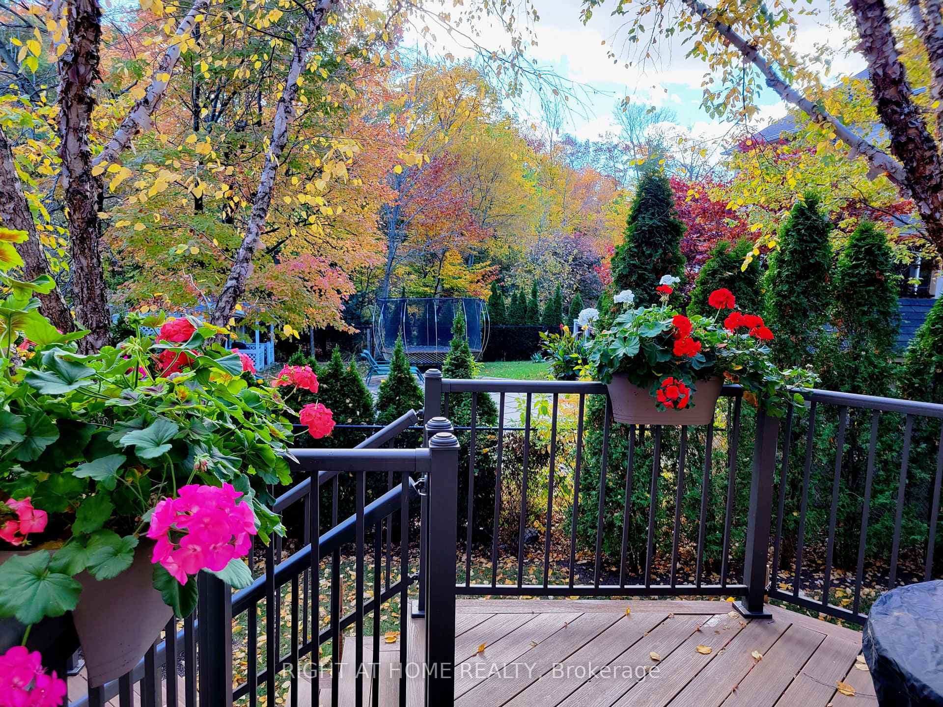 Geraniums on Upper Deck