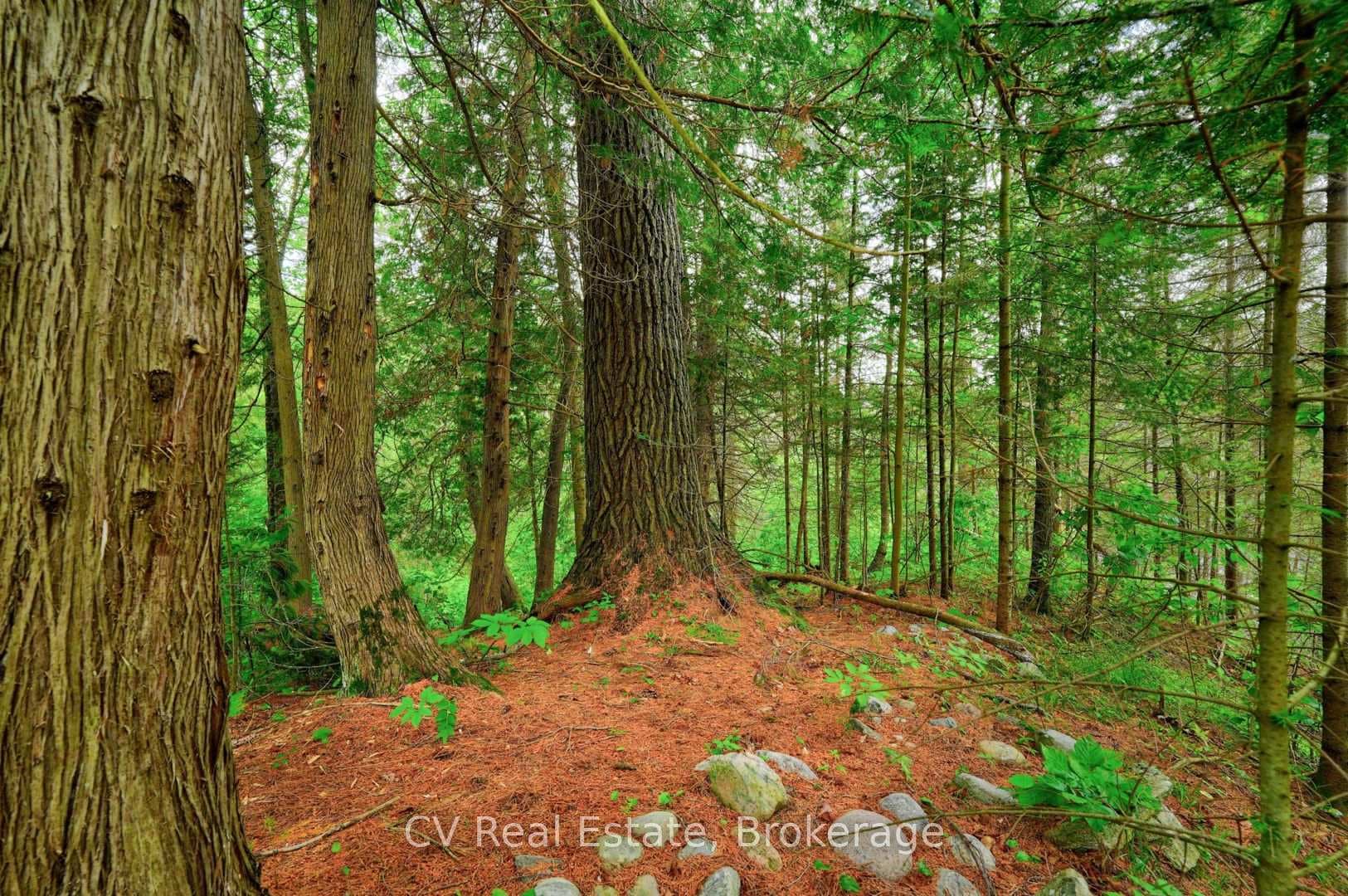 Sacred forest