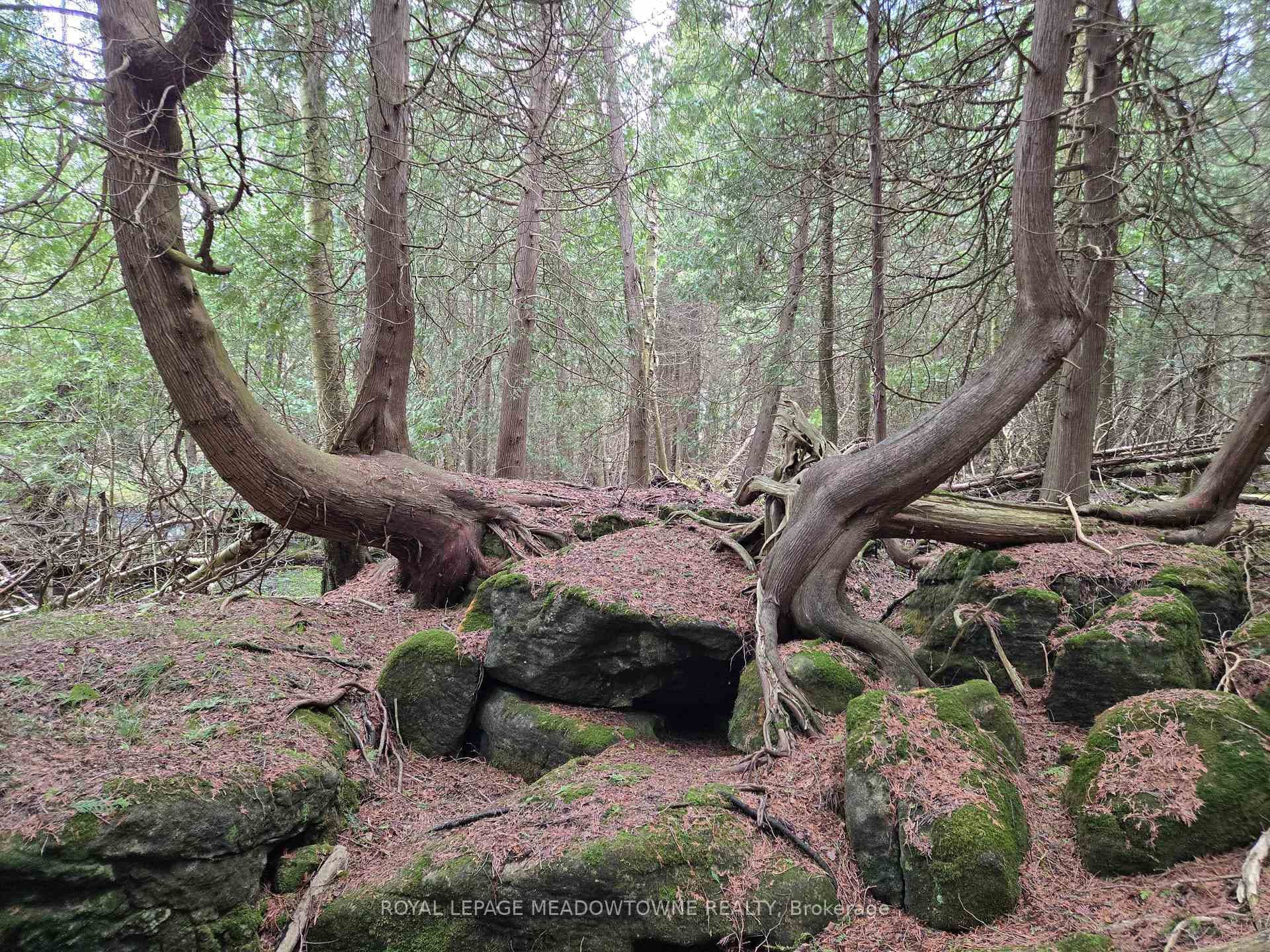 Enchanting Forest Trails