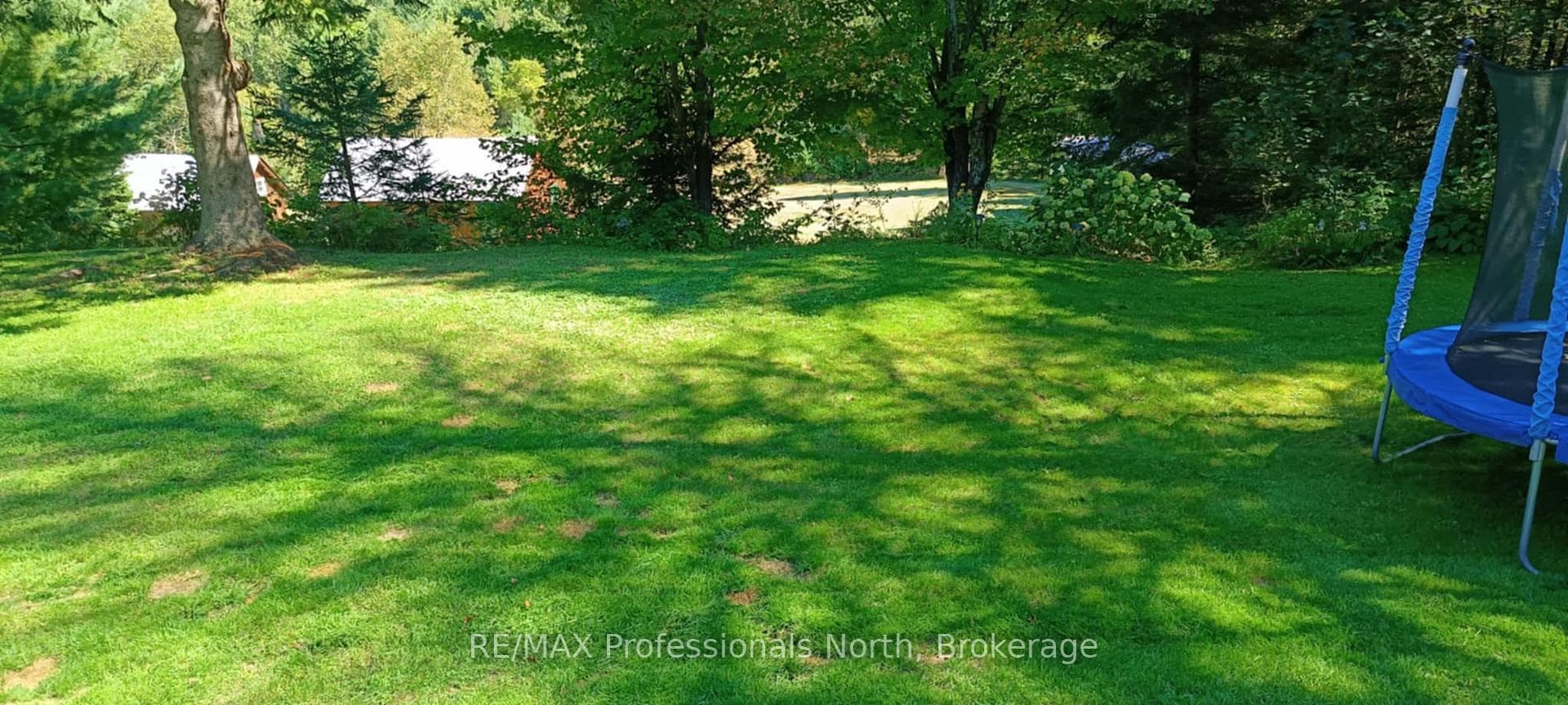 Summer Image- Grassed yard