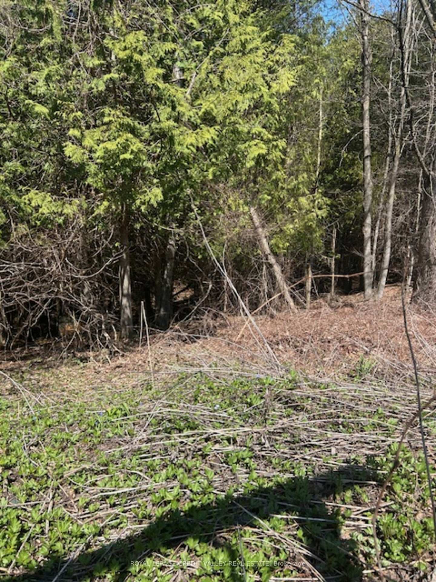 17888 Innis Lake Road photo 31