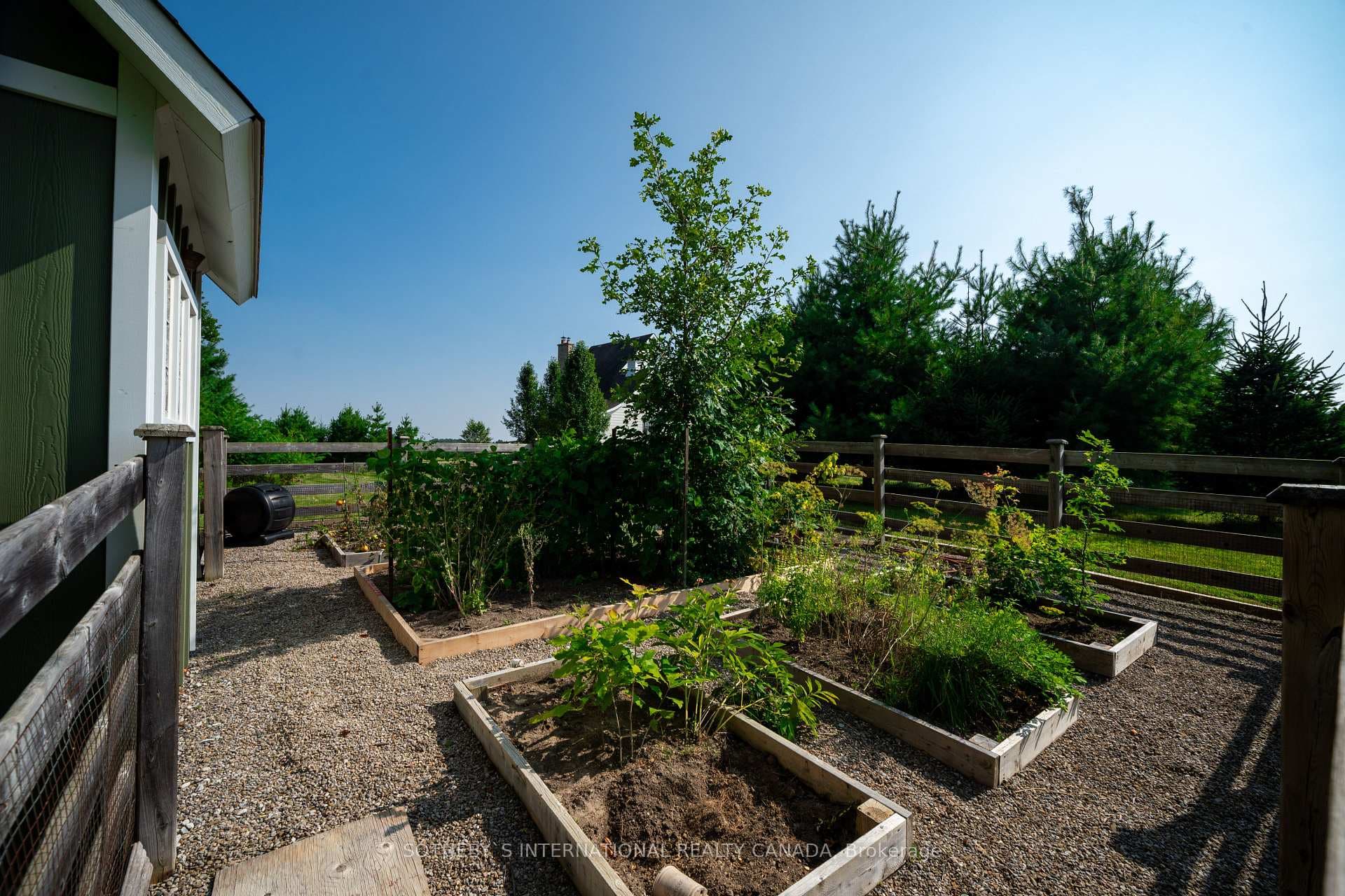 Grow your own veggies