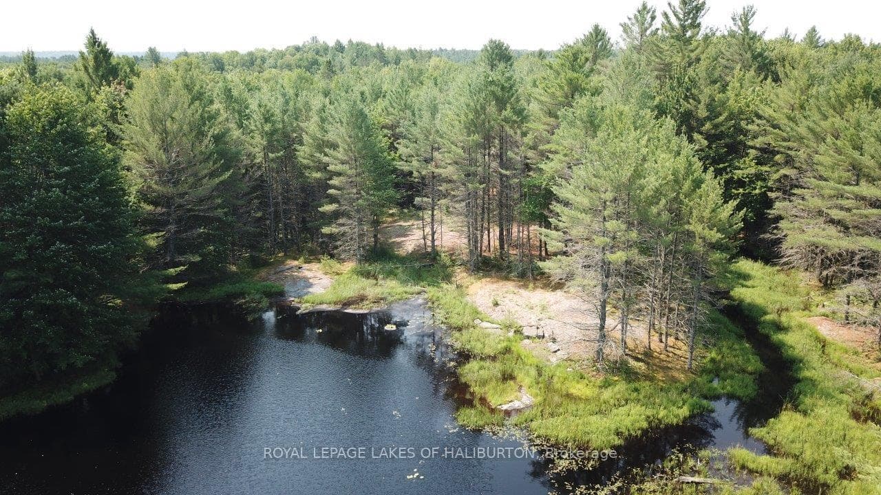 Gorgeous rock and pine