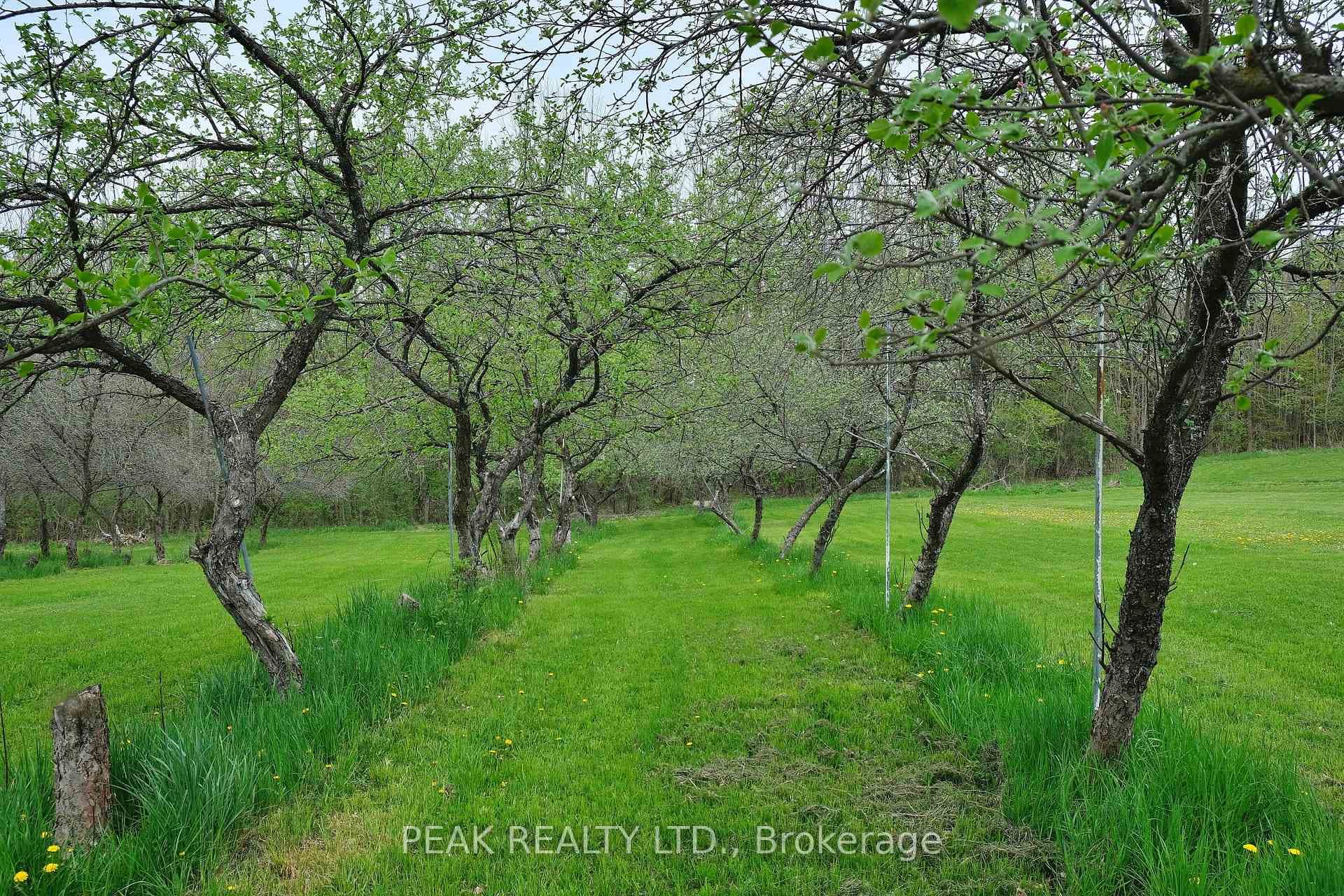 Orchard.
