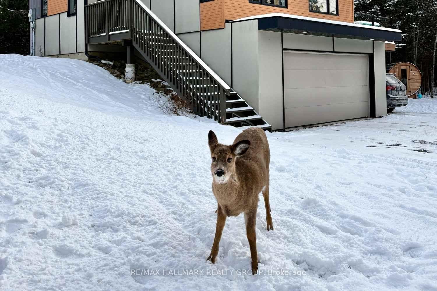 Daily wildlife visits add to peaceful setting