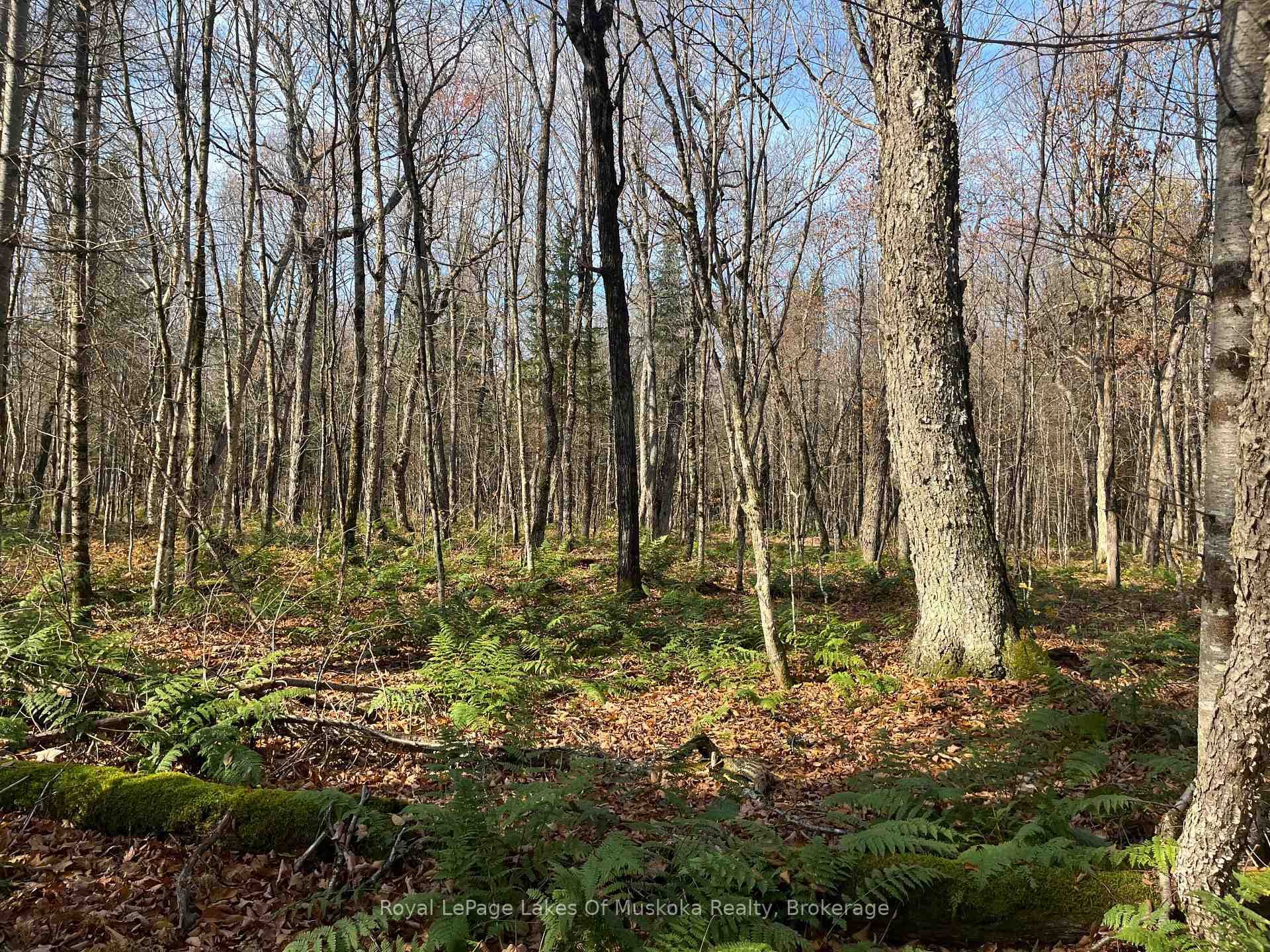 267 & 321 Cardwell Lake Road photo 18