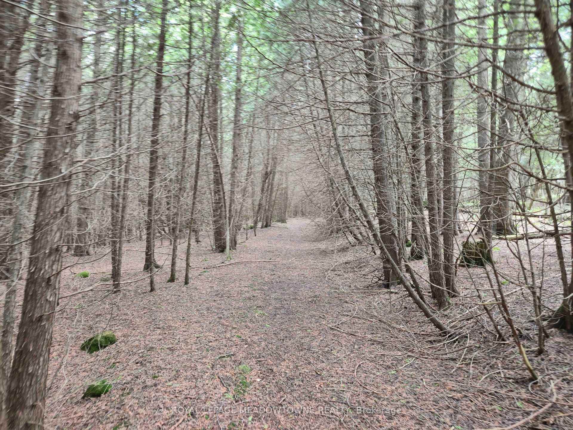 Enchanting Forest Trails