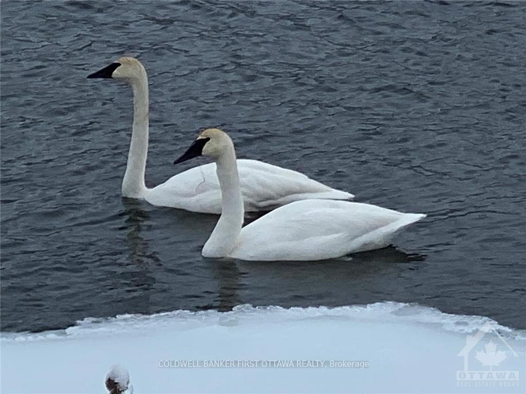 Swans too