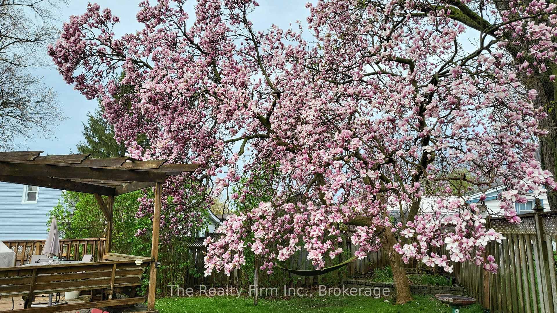 Photo of magnolia tree in bloom