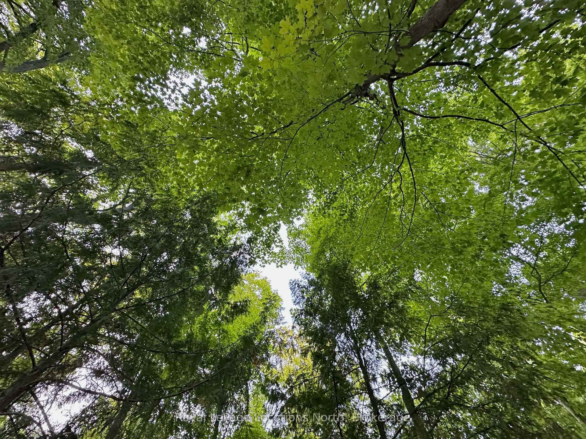 Mature hardwood forest canopy