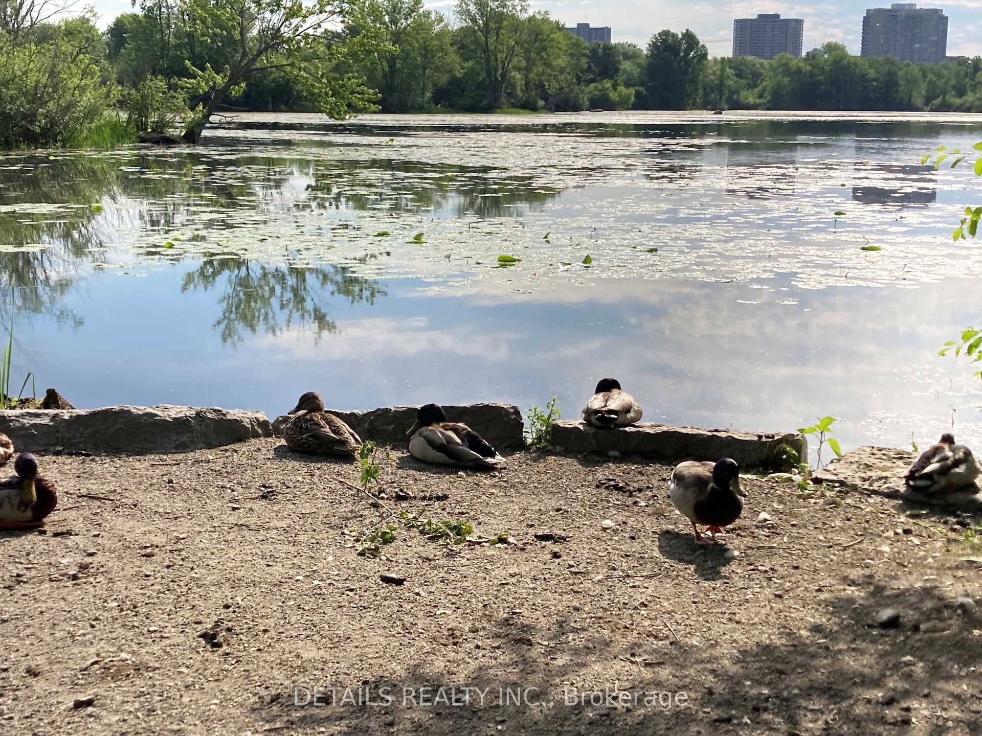Ducks at Mud Lake