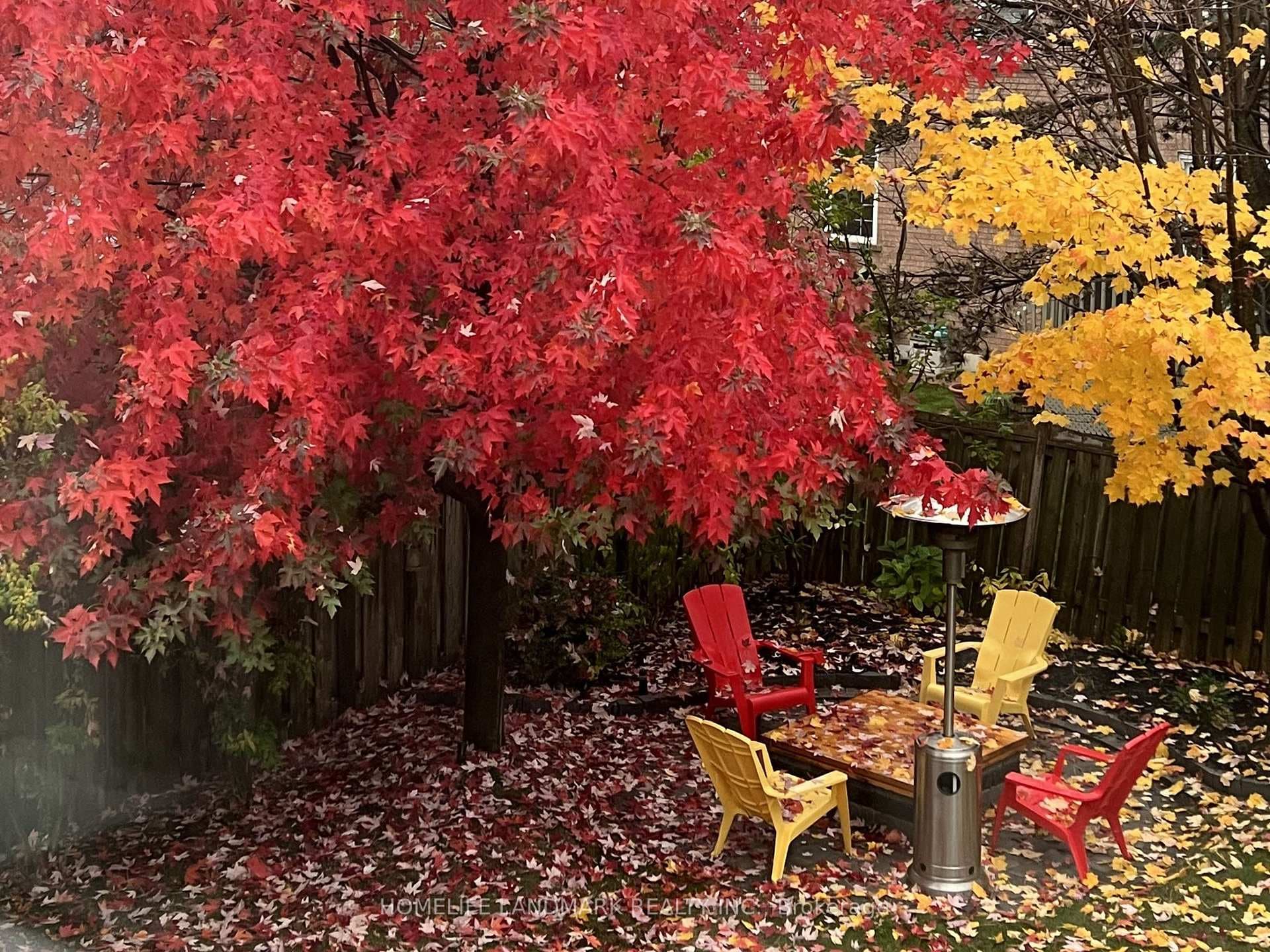 Summer Backyard