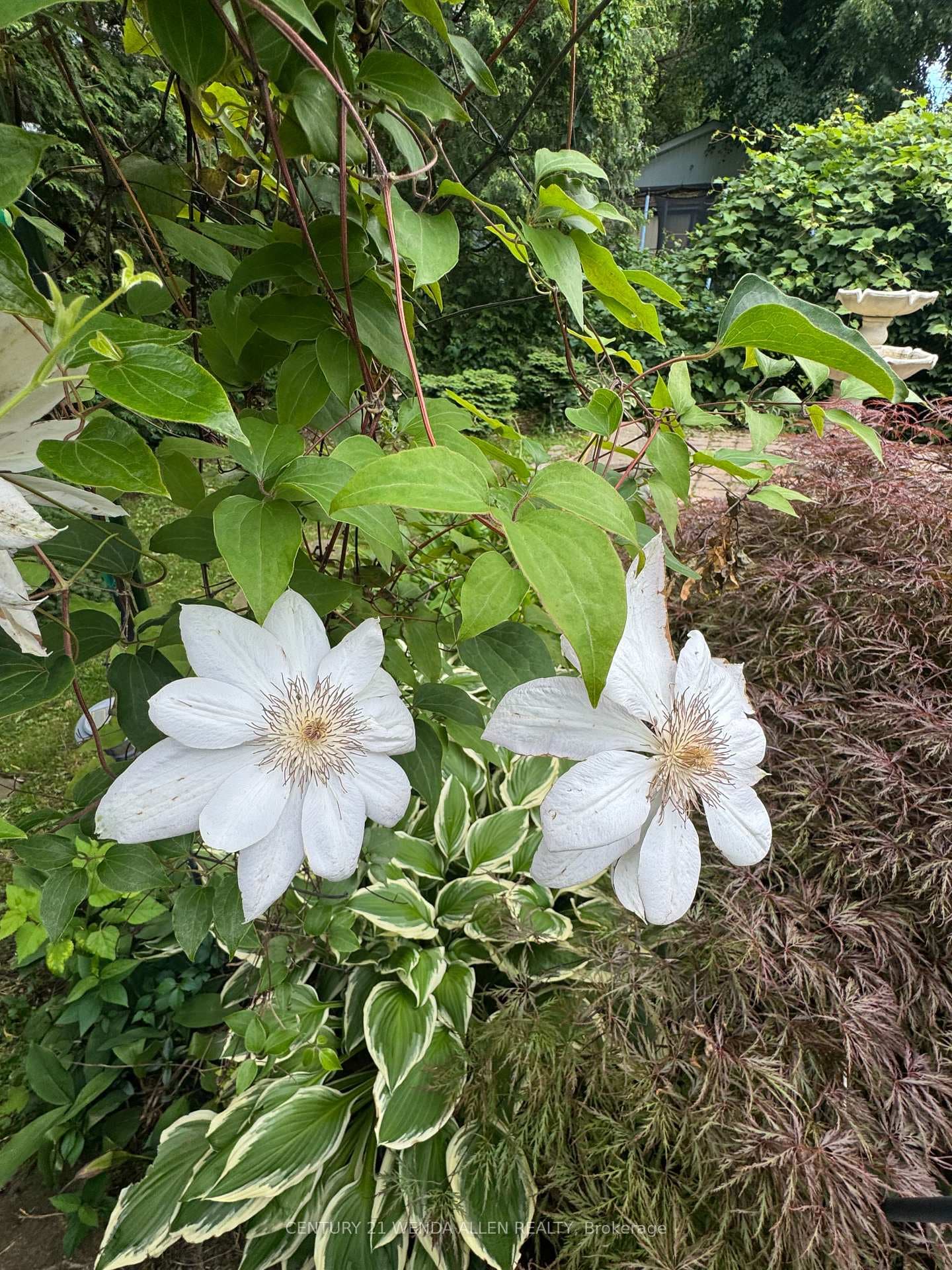 Clematis