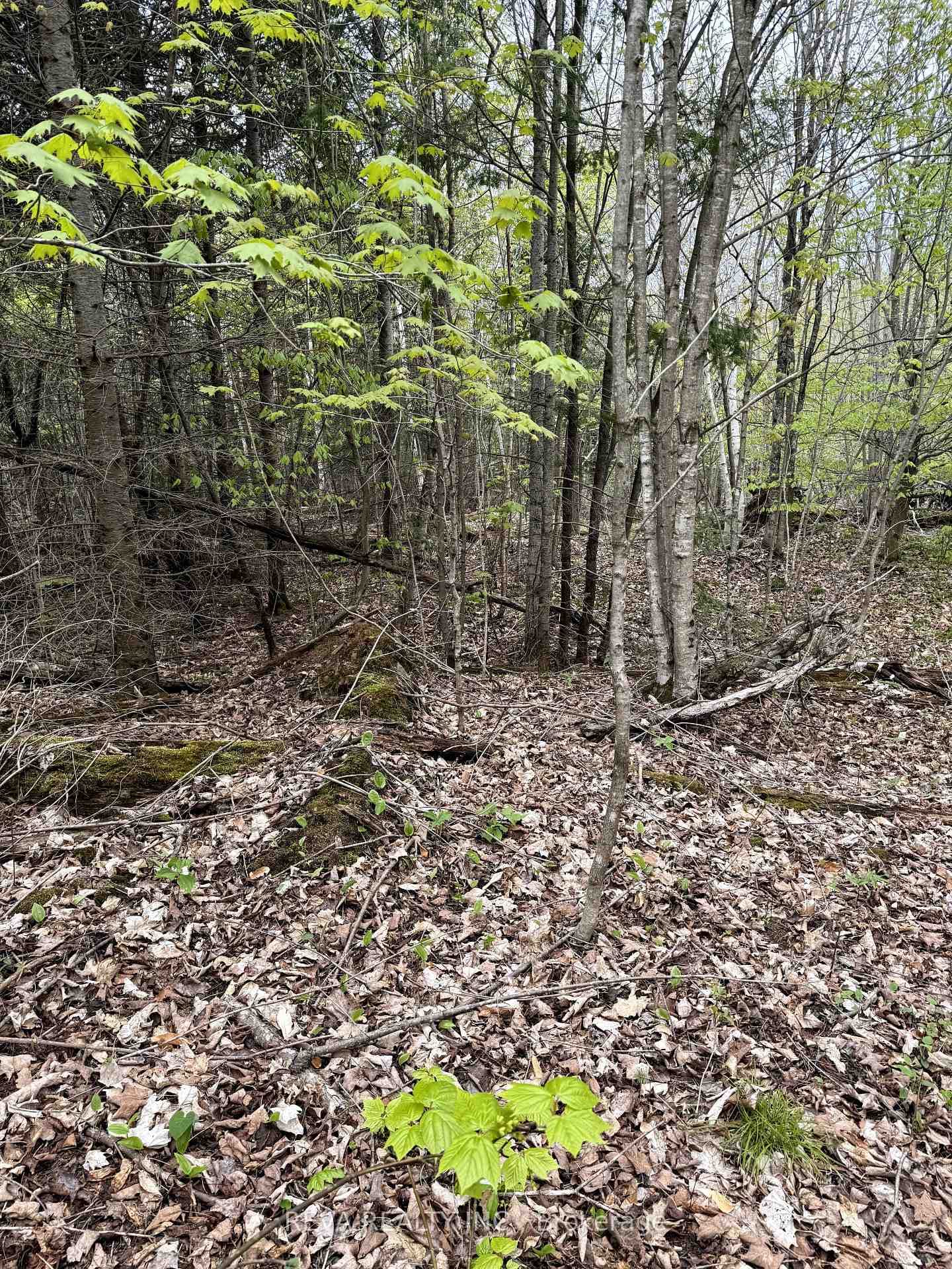 42 Clear Lake Court photo 9
