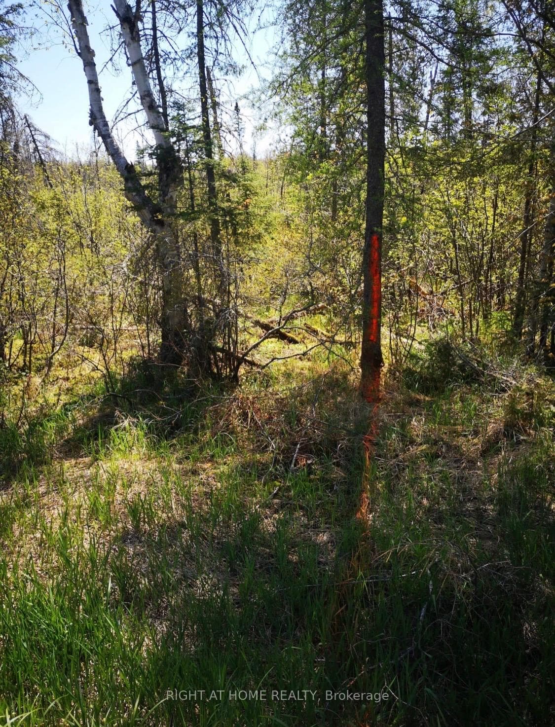 2263 Machar Strong Boundry Road photo 5