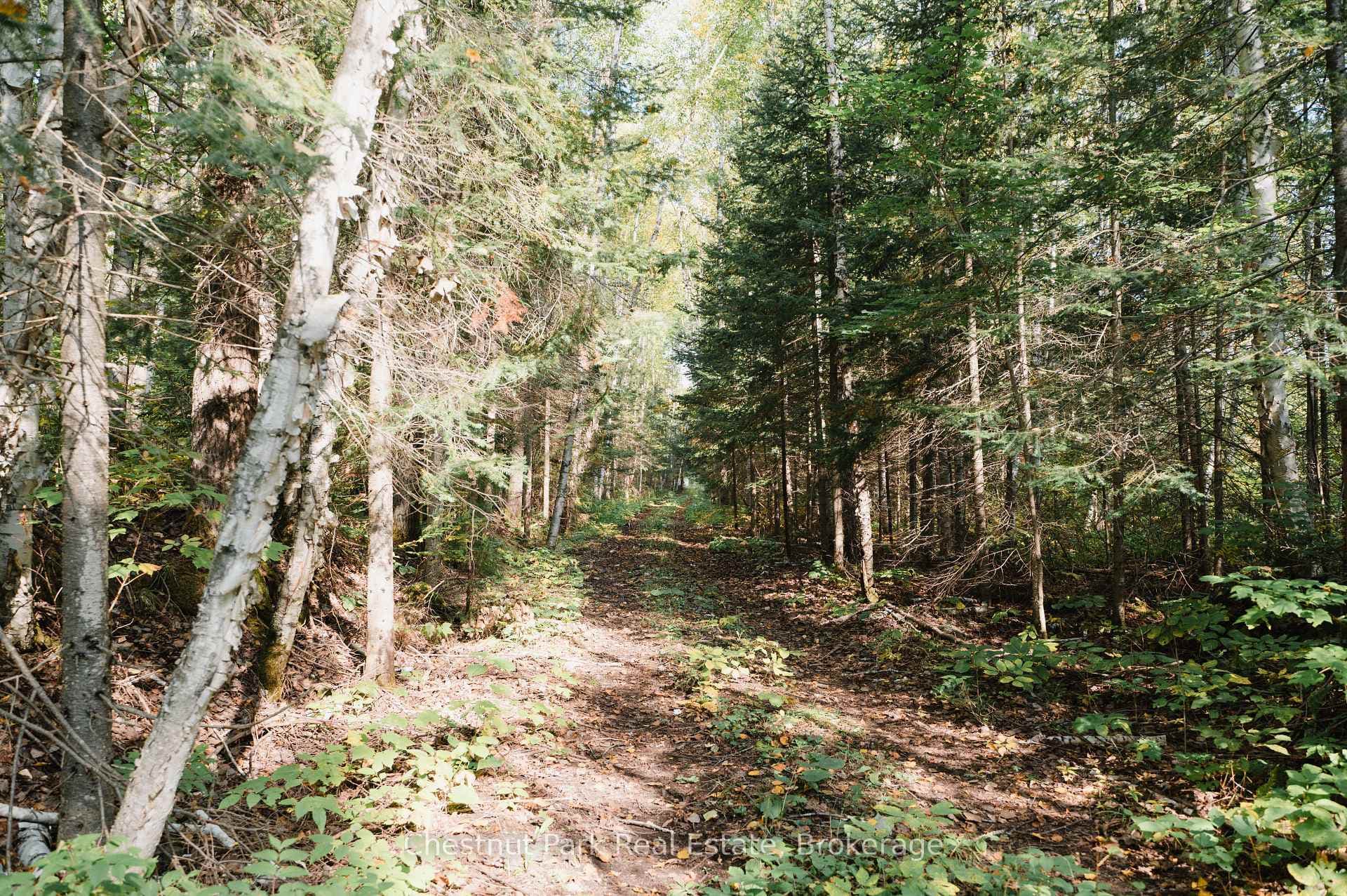 445 Fox Run photo 11