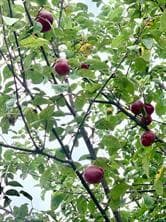 Apple trees