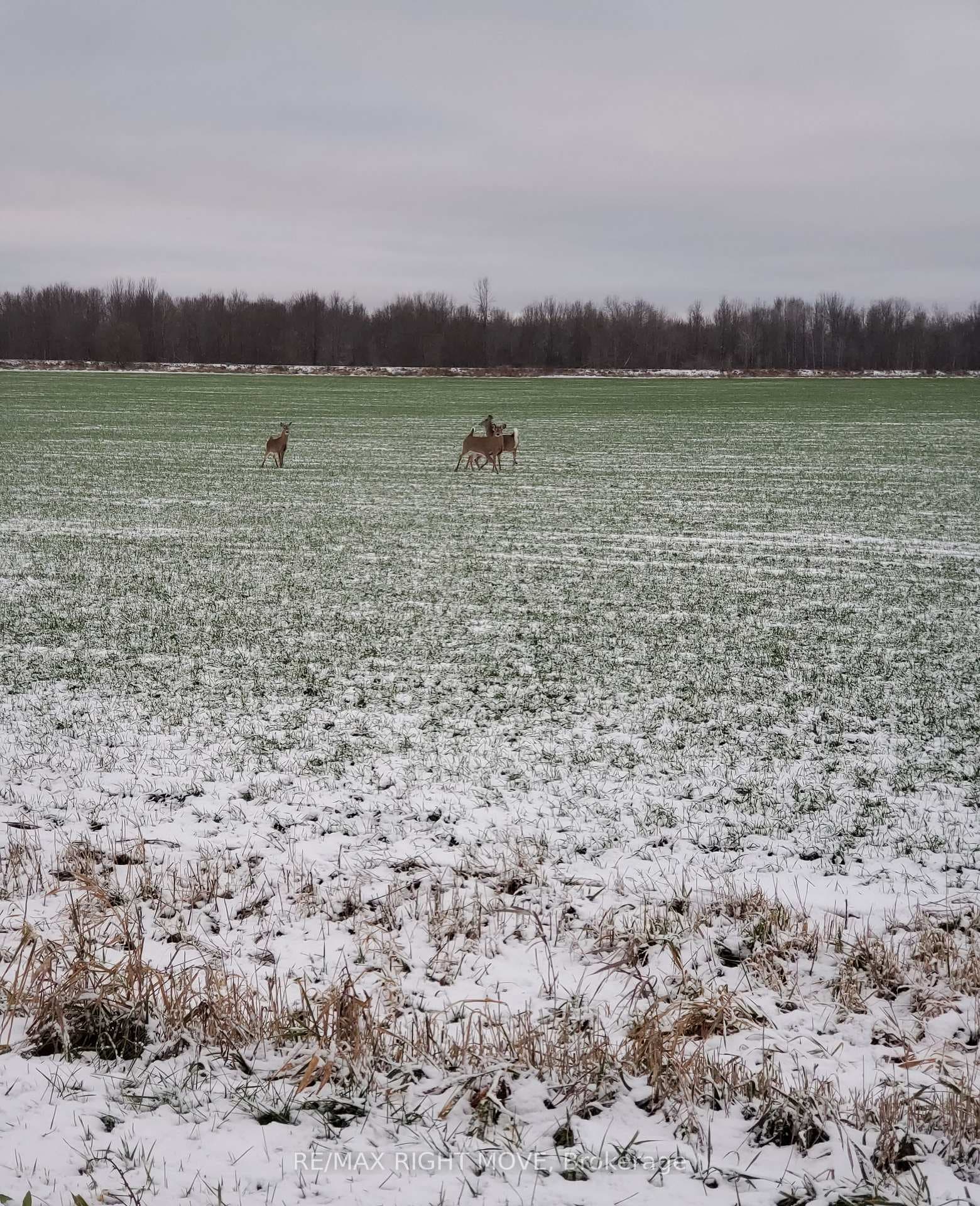 Nearby wildlife in adjacent properties