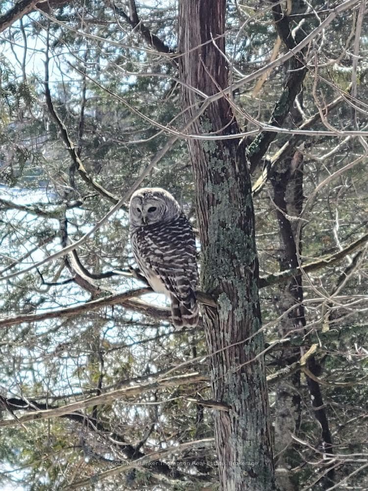 Owl in tree provided by Seller