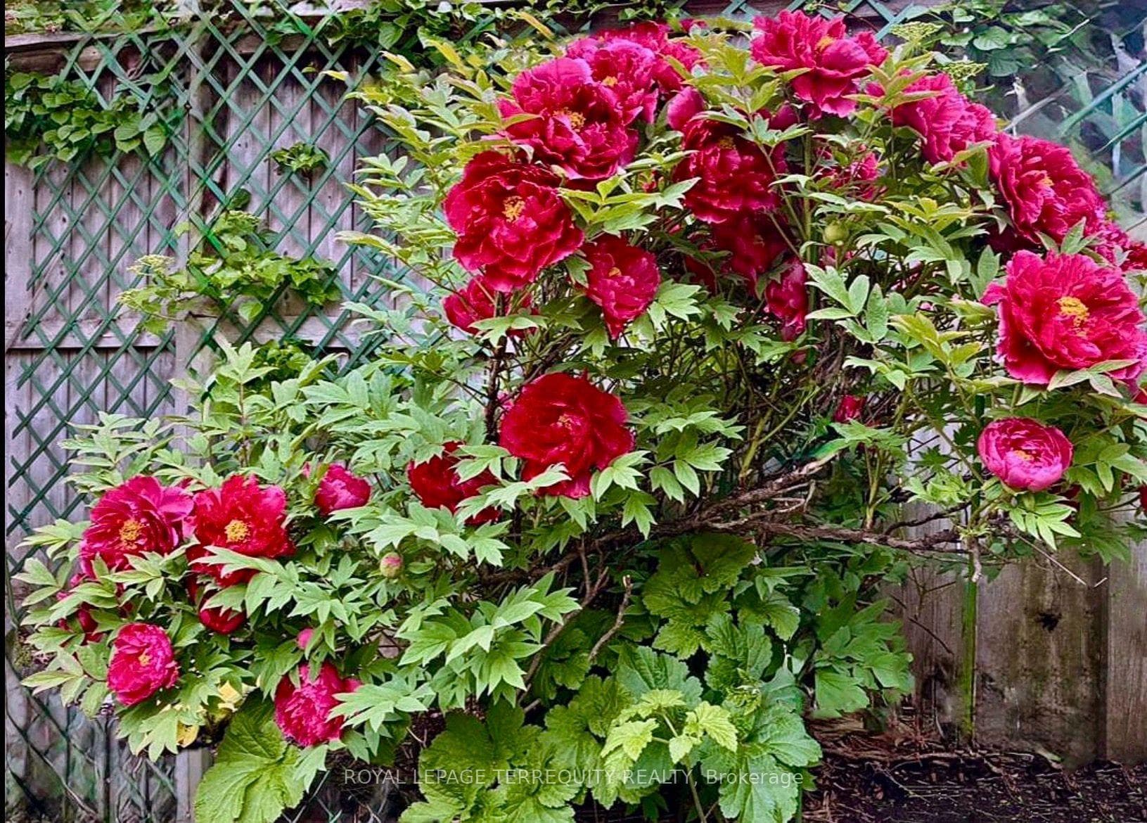 Flowering Perennials