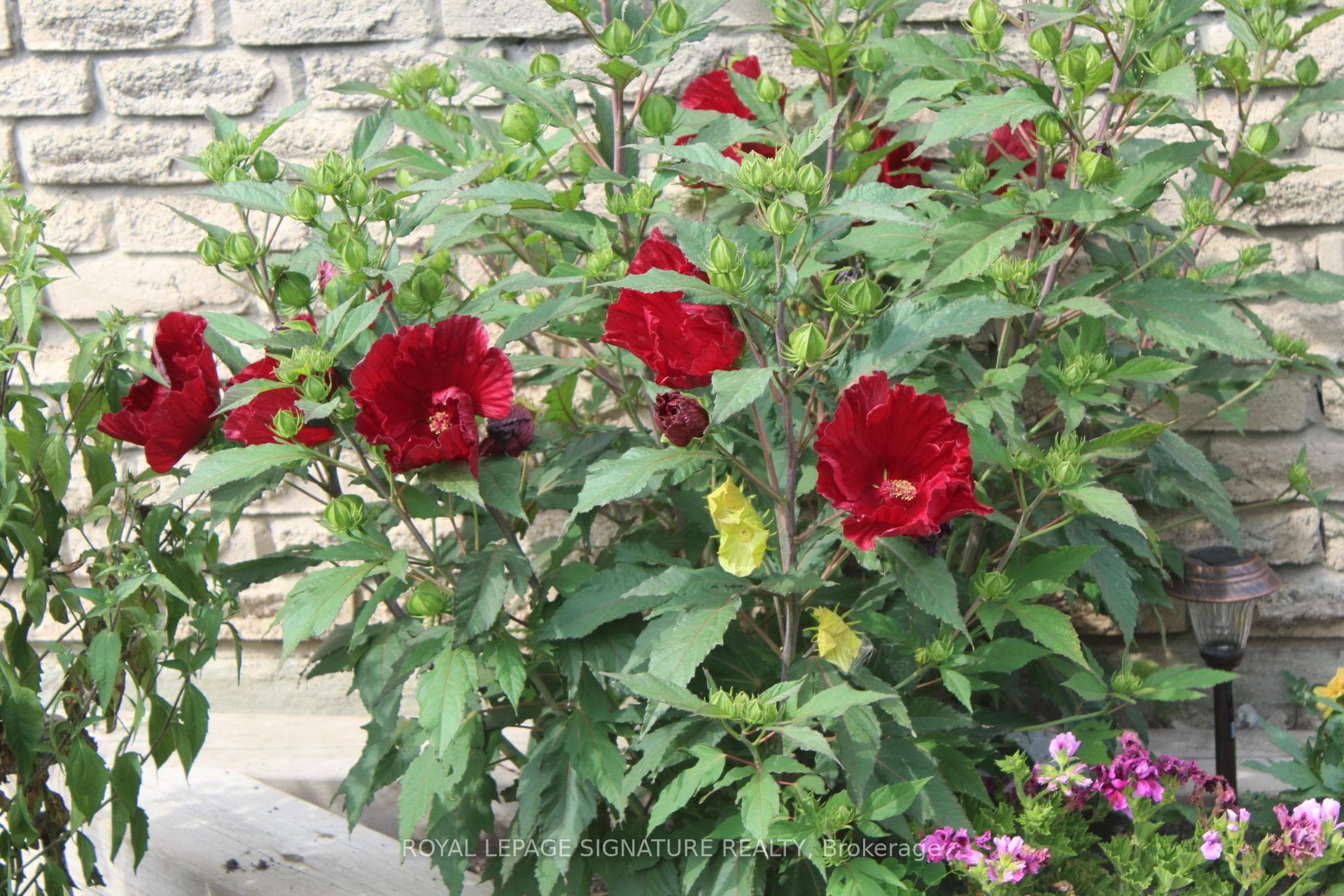 Perennial Hibiscus