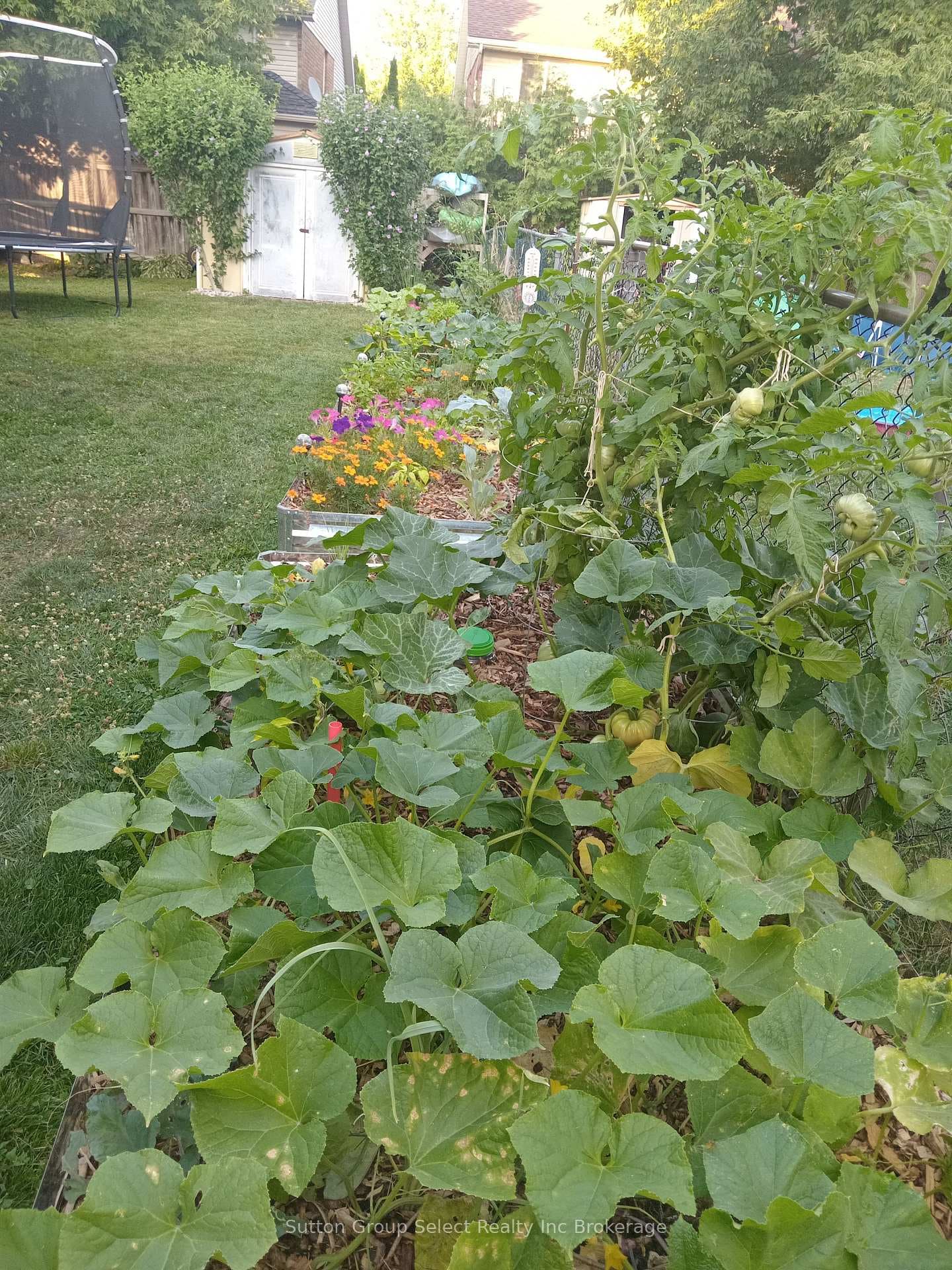 Raised bed veggie garden