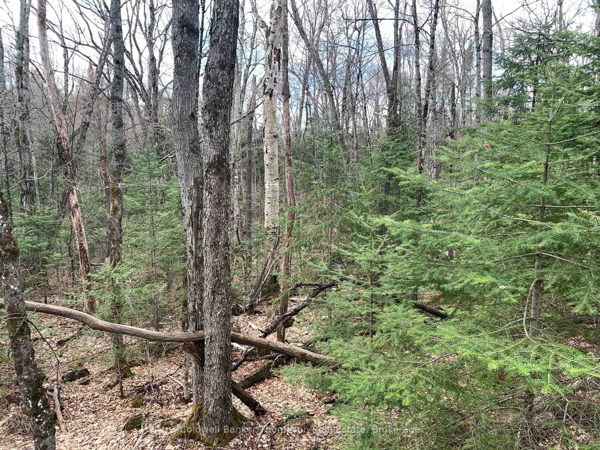 Mixed Forest with Hardwoods