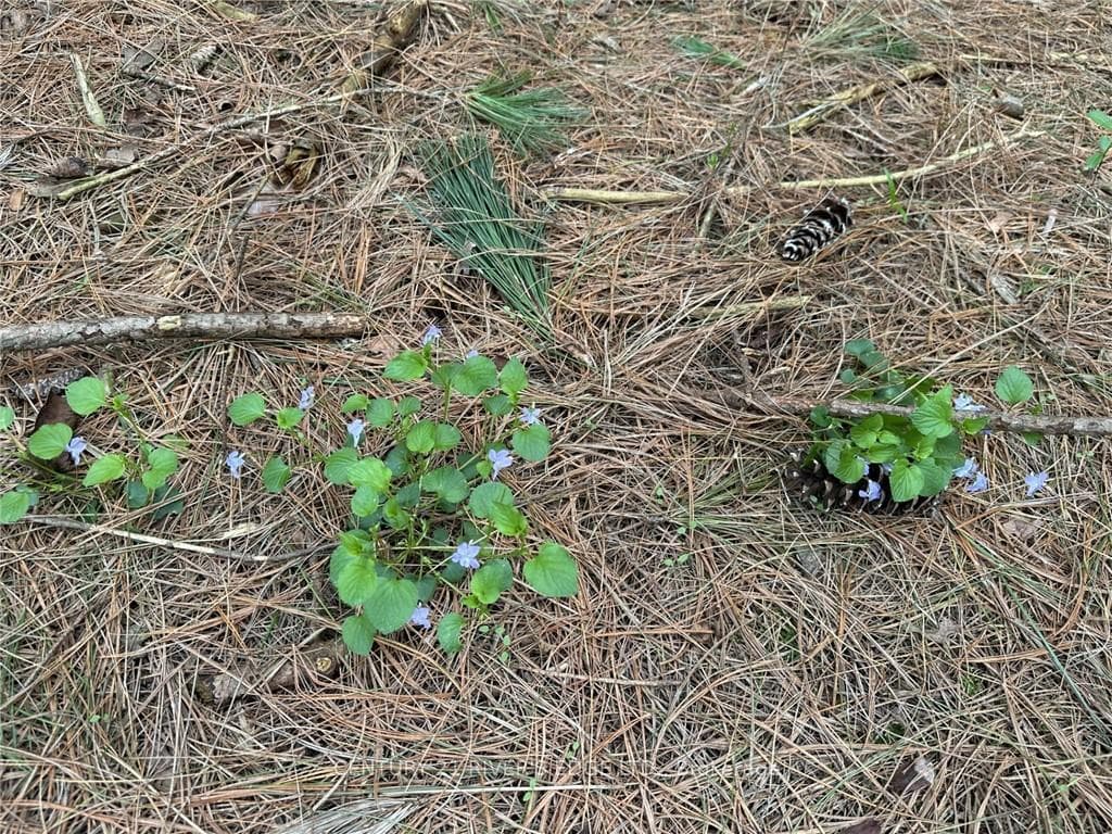 12082 LAND O'NOD Road photo 28