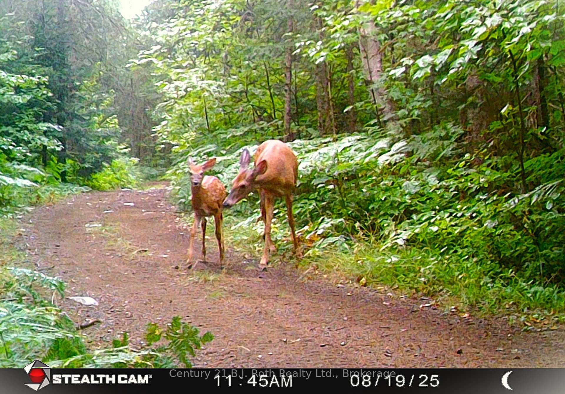 Deer Family in Magnetawan
