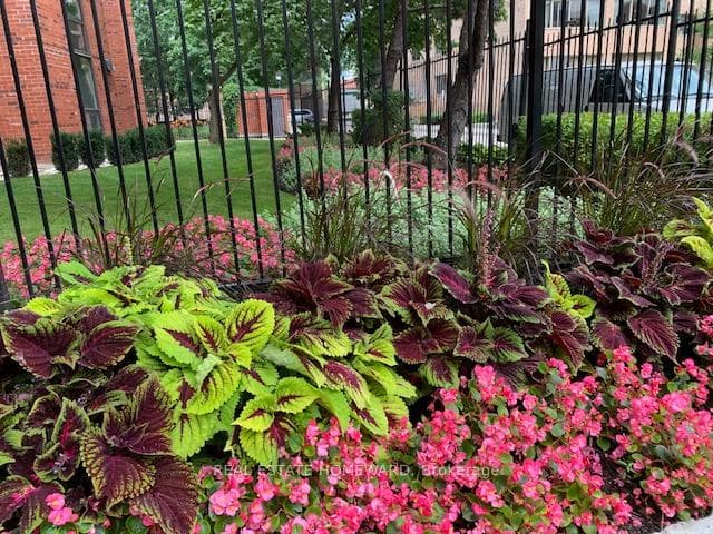 Coleus and begonias