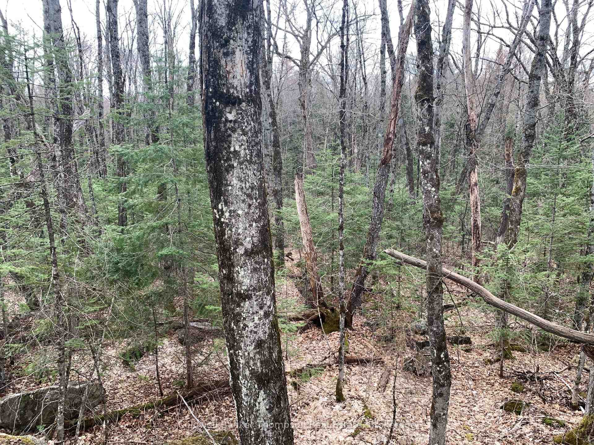 Mixed Forest with Hardwoods