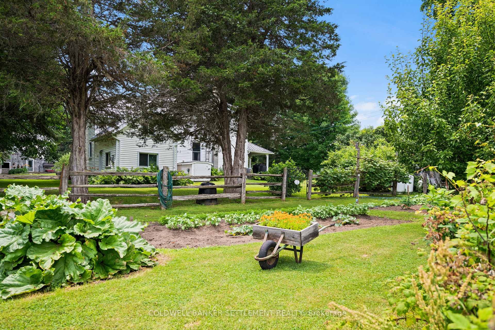 Fruit trees, vegetables and more!