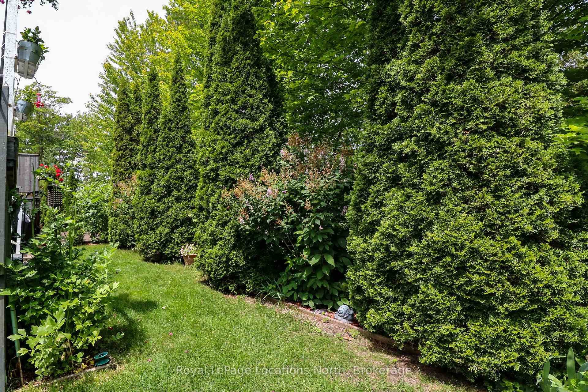 Cedar Tree Hedge Line At Back fo Property