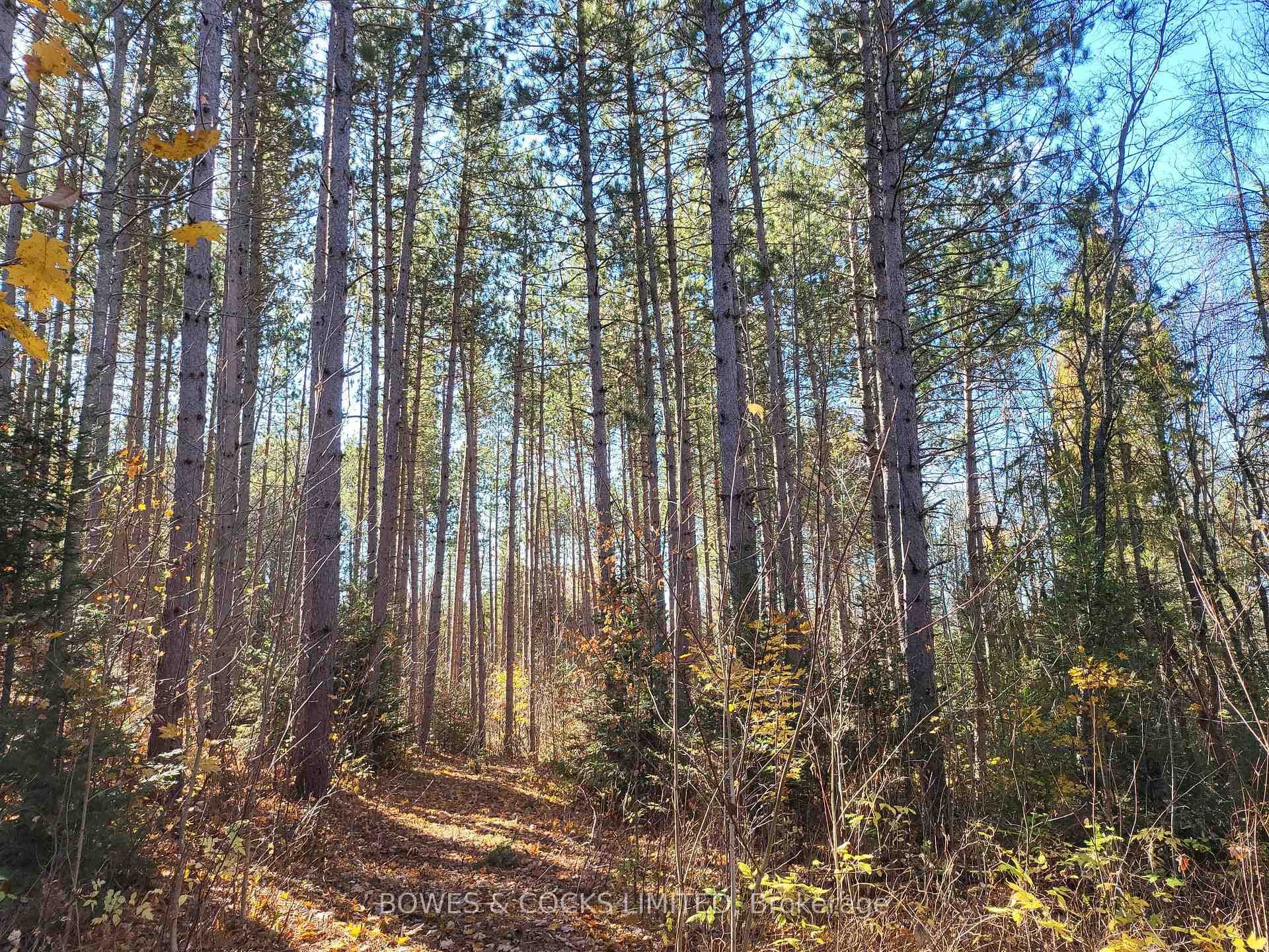 Forest View