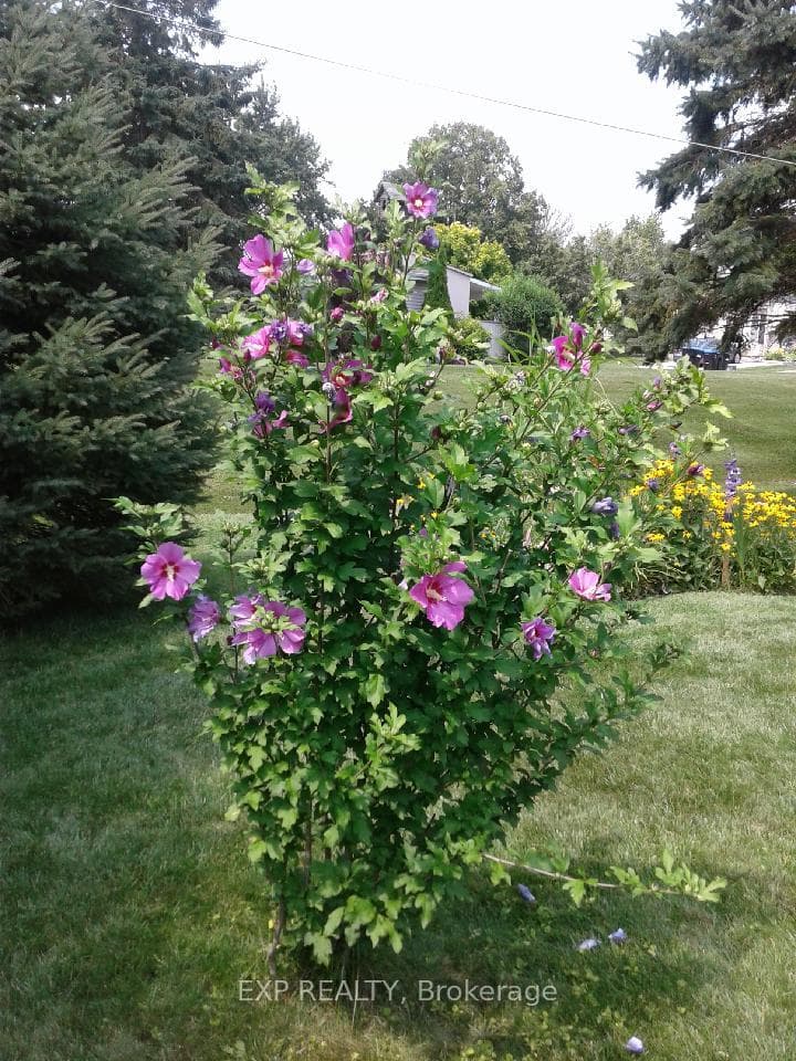 Flowers in backyard