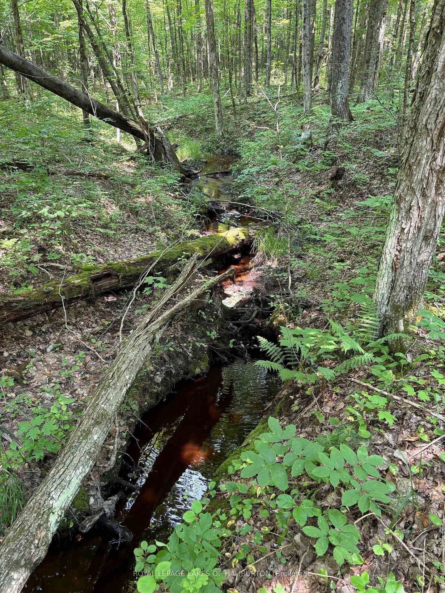 Small creek