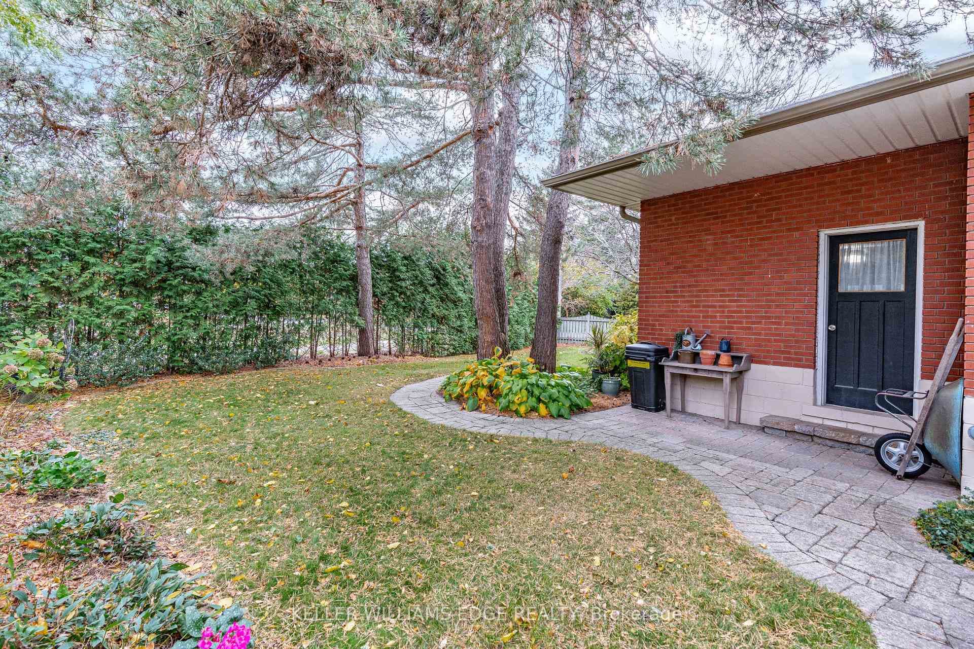 Cedar trees in backyard providing privacy