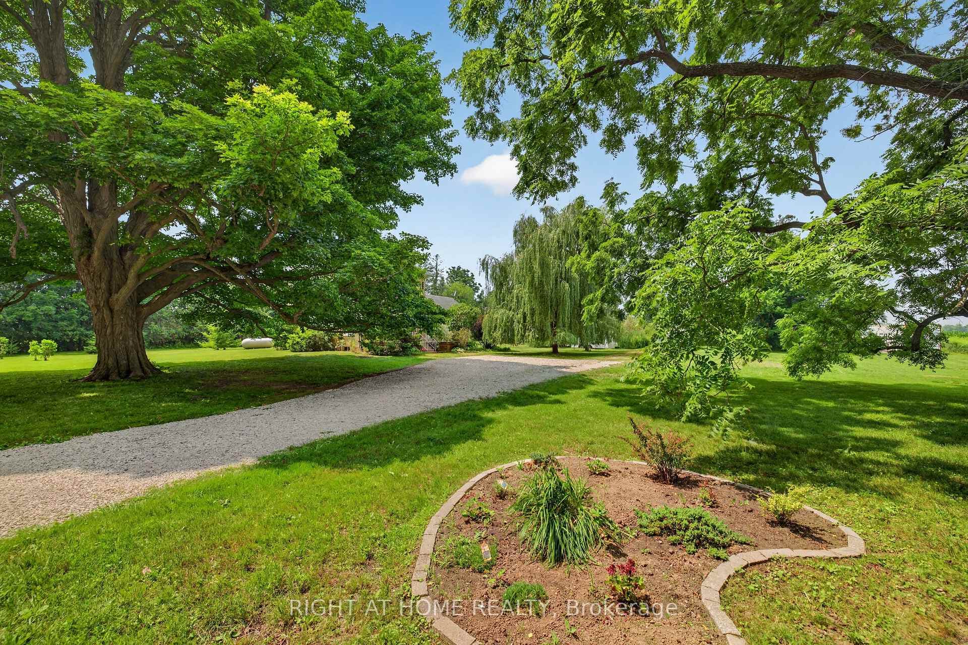 Giant mature trees