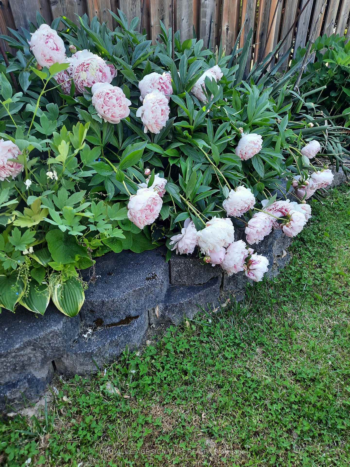 Front garden