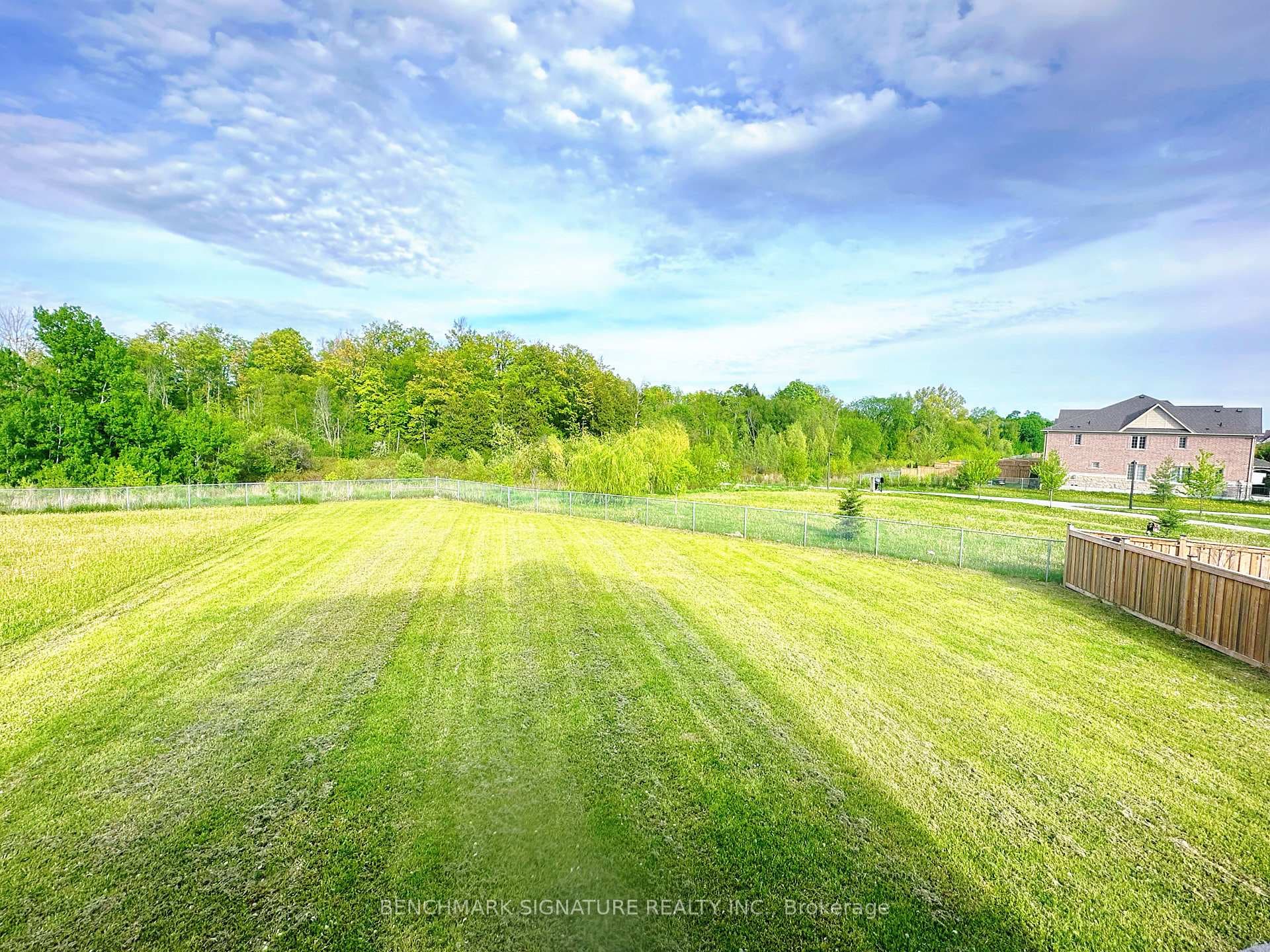backyard 1