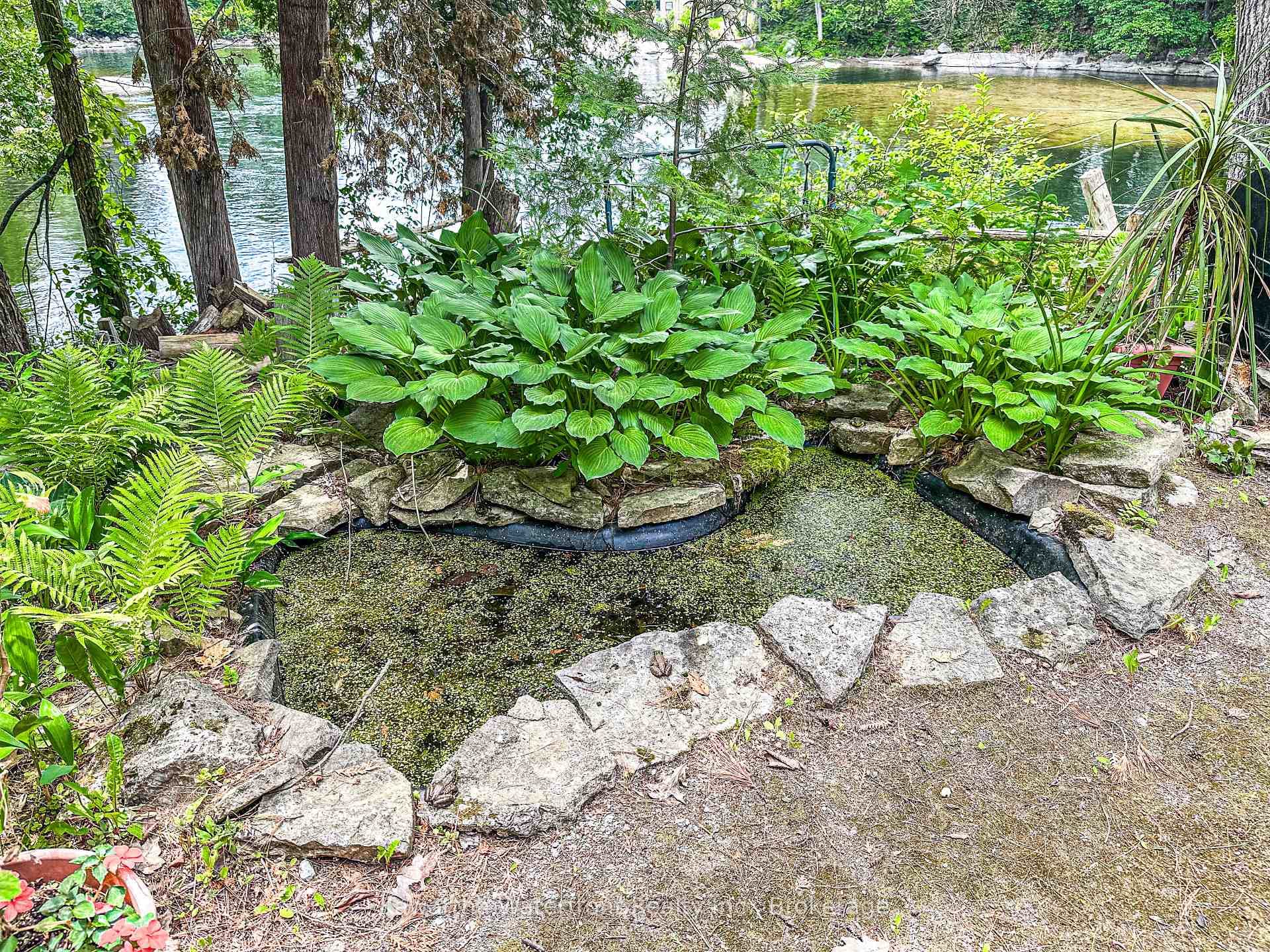 Frog Pond