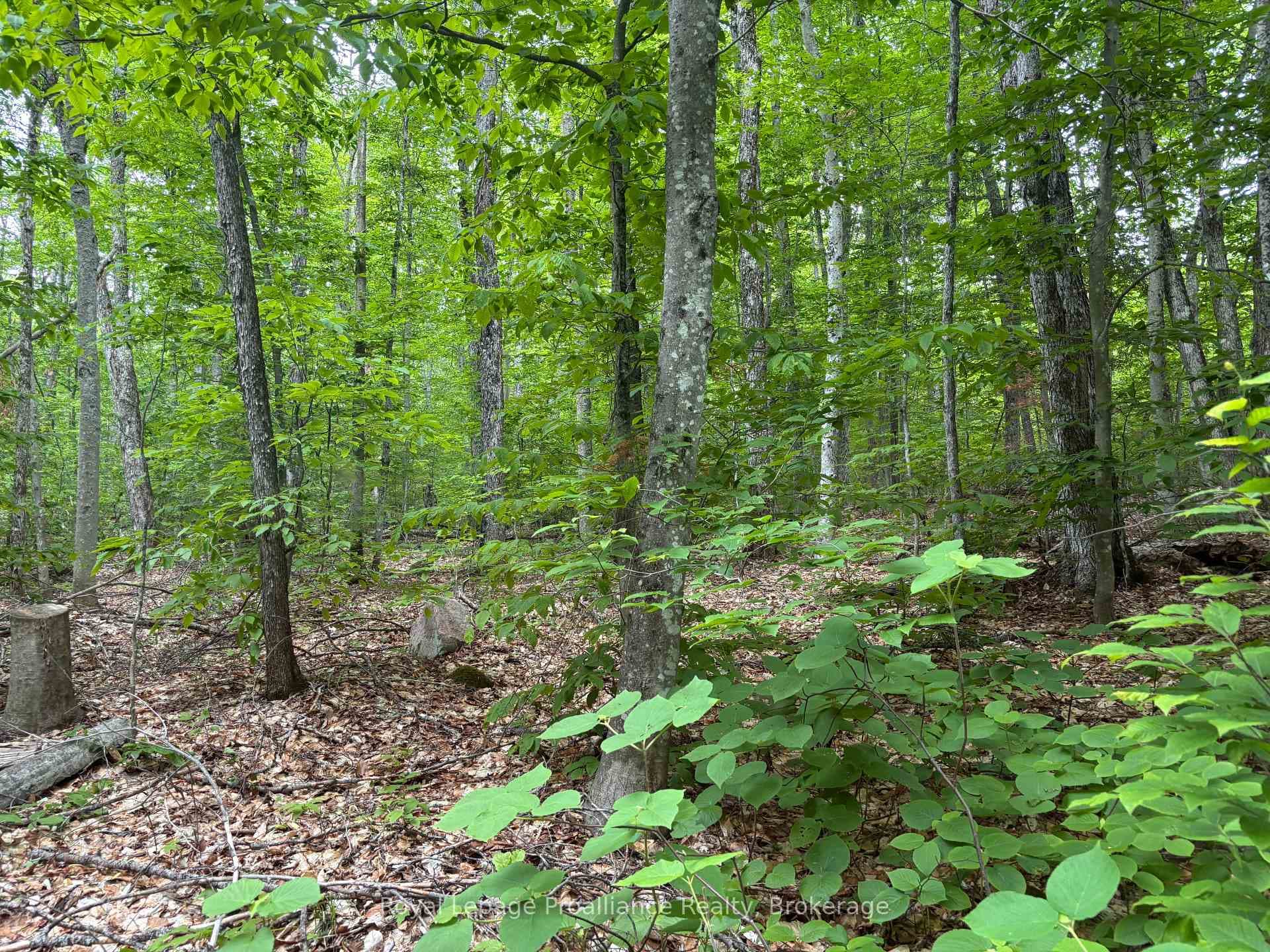 1623 Madawaska Road photo 3