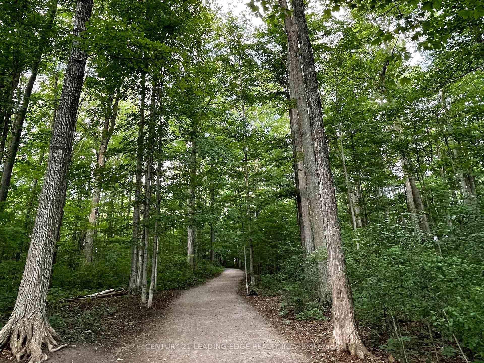 Forest trail